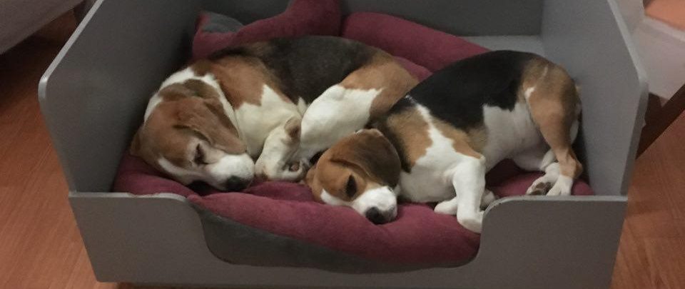 Beagles van de Hogeweg